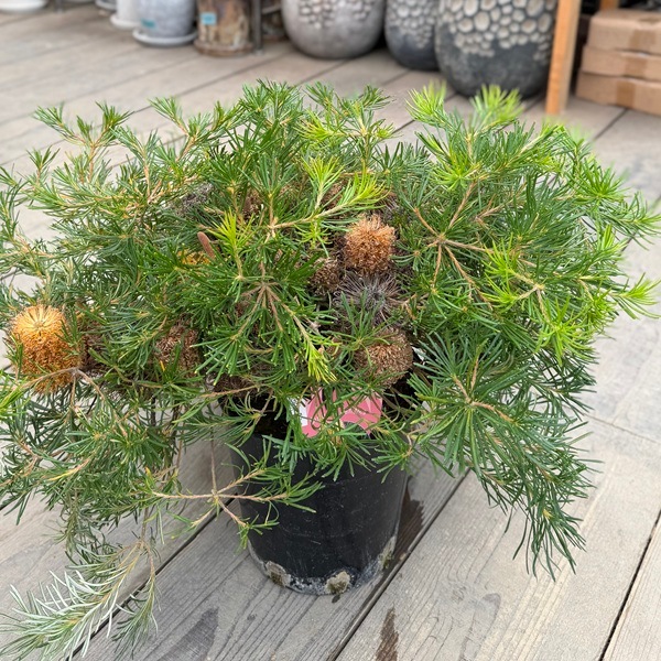 観葉植物 鉢花 苗：バンクシア バースデーキャンドル*7号 Banksia