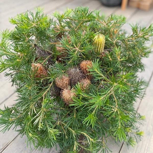観葉植物 鉢花 苗：バンクシア バースデーキャンドル*7号 Banksia