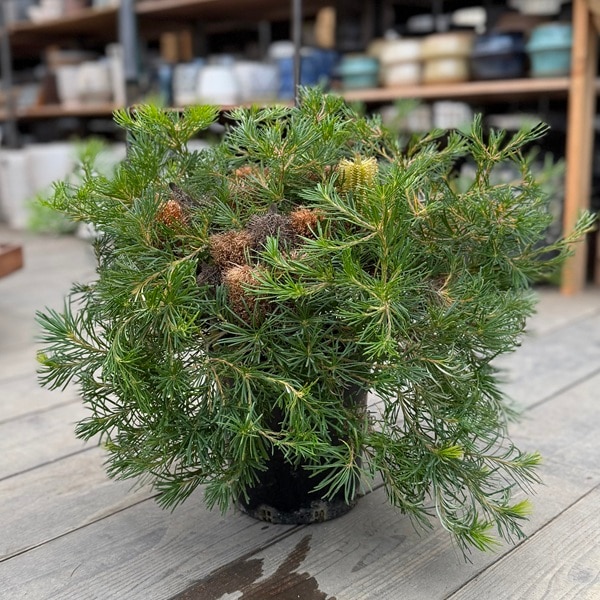 バンクシア　バーディティ　6号 バンクシア バースデーキャンドル バンクシア バースデーキャンドル