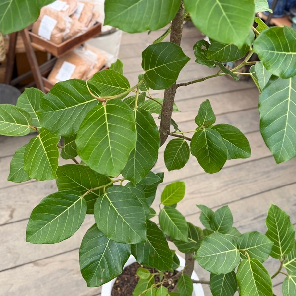 おしゃれ 観葉植物：フィカス ブラウン*グランディス プラポット 現品