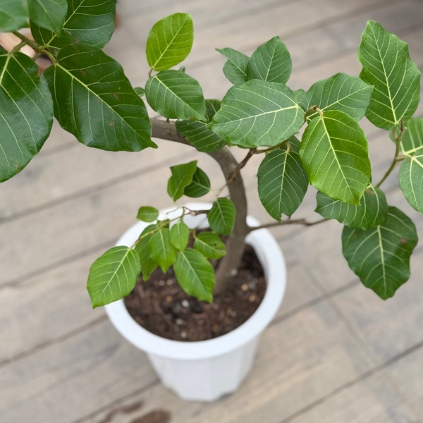 フィカスグランディス フィカスブラウン フィカス ゴムの木