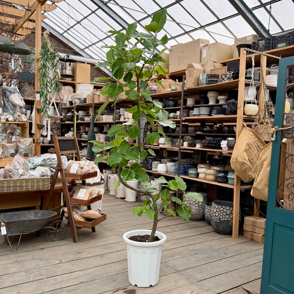 おしゃれ 観葉植物：フィカス ブラウン*グランディス プラポット 現品