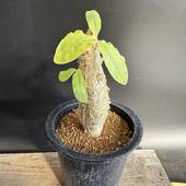 ǥå⥿ʥ ֥ḁ̊*10ʡʸ¤