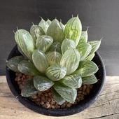 ¿ʪϥ ֥ġåĥ*7ʡʸ¤