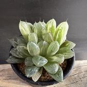 ¿ʪϥ ֥ġåĥ*7ʡʸ¤