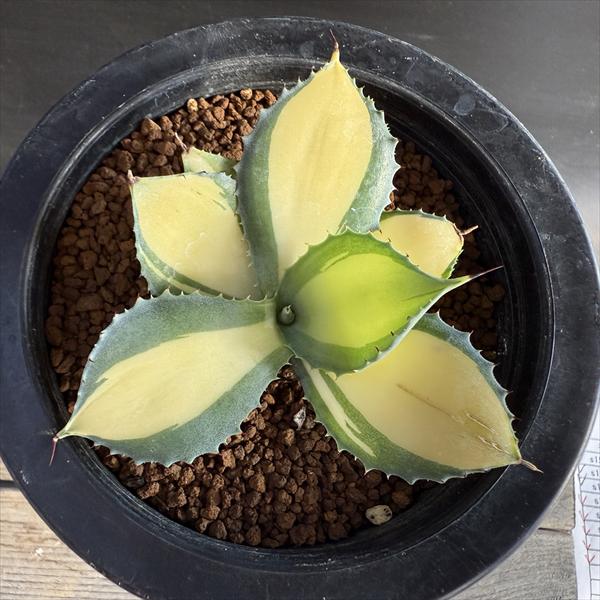 多肉植物：アガベ ラムランナー*幅7cm | サボテン＆多肉植物,多肉