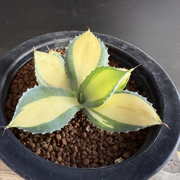 多肉植物：アガベ ラムランナー*幅7cm | サボテン＆多肉植物,多肉