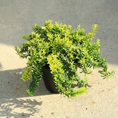 �����ġ������ġ�����ɱ�ޥ����ʥϥԥͥ��˥楪�˥ޥ��ʥ����˥ޥ��˼���15���*���������