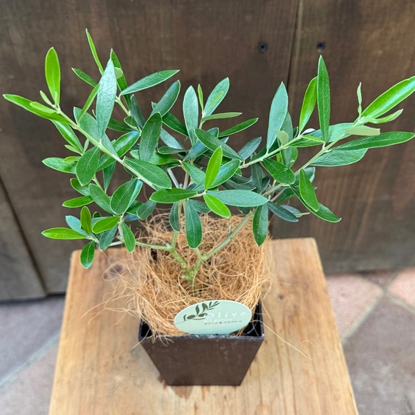 観葉植物 オリーブの木：オリーブ エルグレコ*エコポット ココヤシ飾り