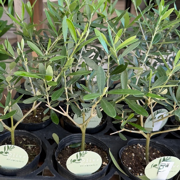観葉植物 オリーブの木：オリーブ エルグレコ*エコポット ココヤシ飾り