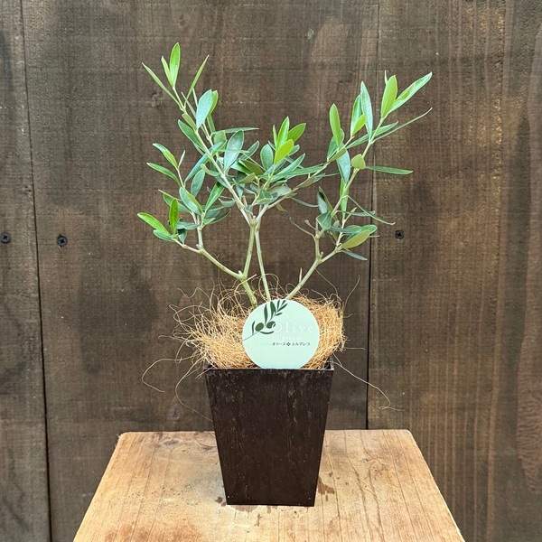 観葉植物 オリーブの木：オリーブ エルグレコ*エコポット ココヤシ飾り