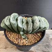 ò¿ʪϥ𡡹Ȥΰ*10 ʡʸ¤