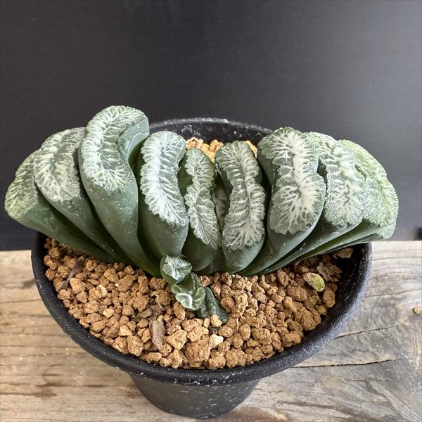 多肉植物 約10cm ☆特価☆多肉植物：ハオルチア 玉扇 荒波の磯*幅10cm 現品！一品限り