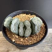 ò¿ʪϥ绰*7.5 ʡʸ¤