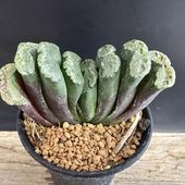 ò¿ʪϥBS14-15ʱʲˡR-2*9 ʡʸ¤