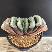 ò¿ʪϥN.41 ʲ*10 ʡʸ¤