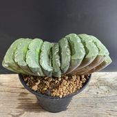 ò¿ʪϥ緿N-5*12.5 ʡʸ¤