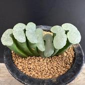 ò¿ʪϥFT-20*9 ʡʸ¤