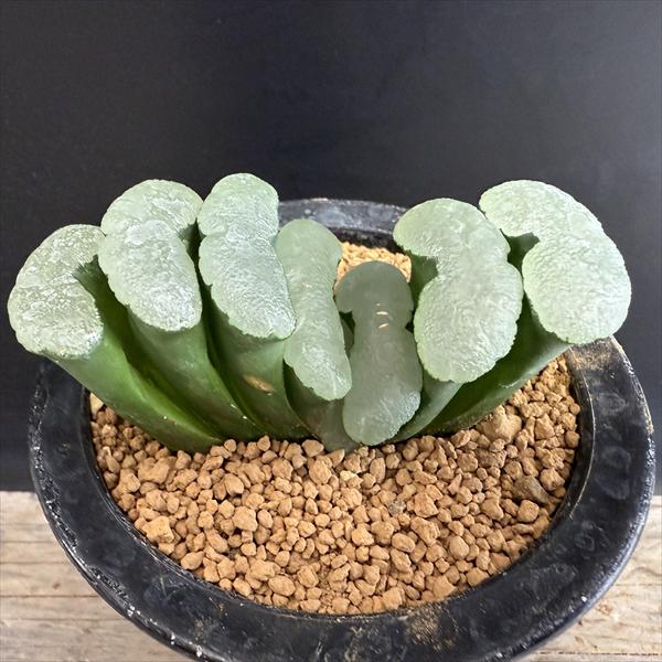 ☆特価☆多肉植物：ハオルチア 玉扇 FT-20*幅9cm 現品！一品限り