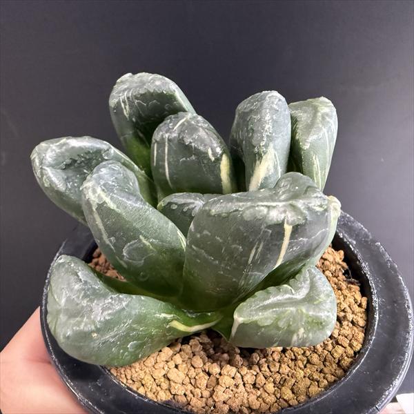 ☆特価☆多肉植物：ハオルチア 万象hyb. うど錦*幅9cm 現品！一品