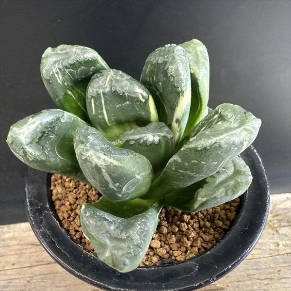 14c ハオルチア　多肉植物　風の谷万象錦　自家繁殖 ☆特価☆多肉植物：ハオルチア 万象hyb. うど錦*幅9cm 現品！一品