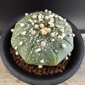 ܥƥ󡧥ȥեĥࡡֱݡ*7ʡʸ¤