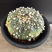 ܥƥ󡧥ȥեĥࡡֱݡ*7ʡʸ¤