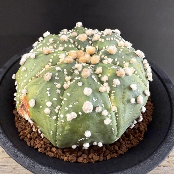 ���ܥƥ󡧥����ȥ��ե��ĥࡡ�ֱ���ݡ�����*��8.5��������ʡ����ʸ¤ꡡ��������