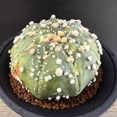 ܥƥ󡧥ȥեĥࡡֱݡ*8.5ʡʸ¤ꡡ