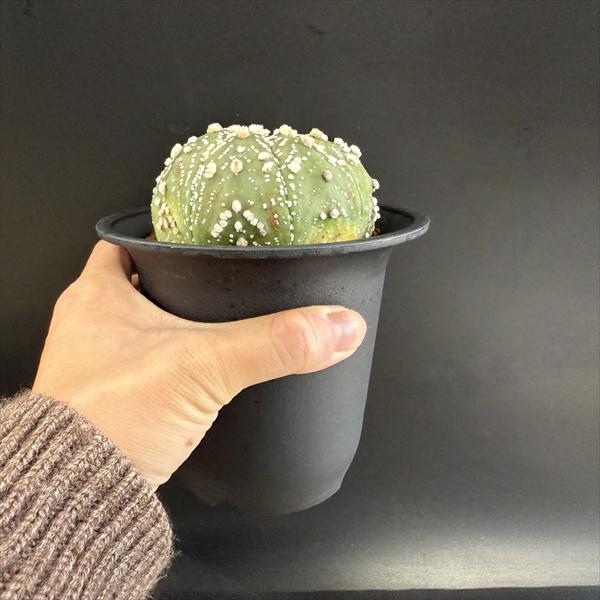 サボテン：アストロフィツム 花園兜丸 実生*幅8.5cm 現品！一品限り