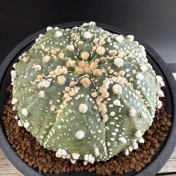 ���ܥƥ󡧥����ȥ��ե��ĥࡡ�ֱ���ݡ�����*��9��������ʡ����ʸ¤�