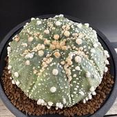 ܥƥ󡧥ȥեĥࡡֱݡ*9ʡʸ¤