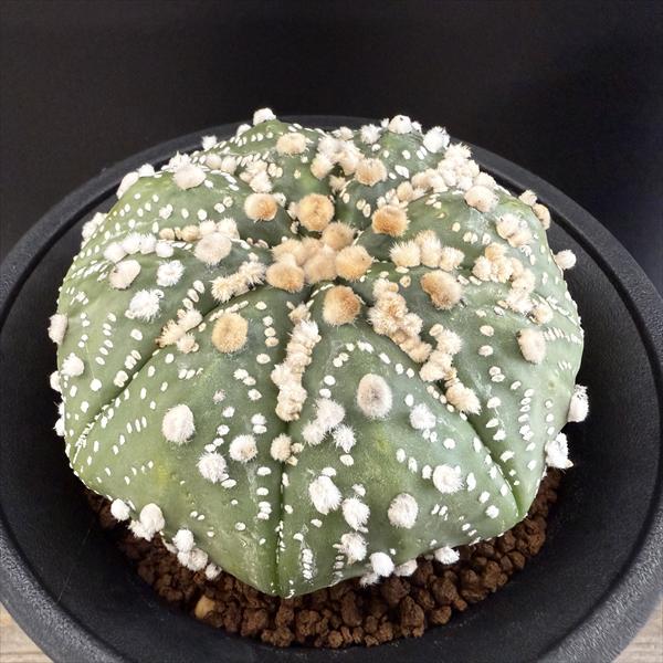 ���ܥƥ󡧥����ȥ��ե��ĥࡡ�ֱ���ݡ�����*��8.5��������ʡ����ʸ¤�