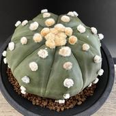 ܥƥ󡧥ȥեĥࡡݡ*9ʡʸ¤