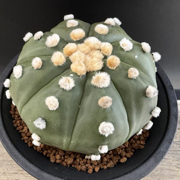 サボテン：アストロフィツム 瑠璃兜丸 実生*幅9cm 現品！一品限り