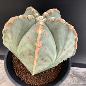 ܥƥ󡧹˱̡ʥ襦إˡ*12ʡʸ¤ꡡΤ褦