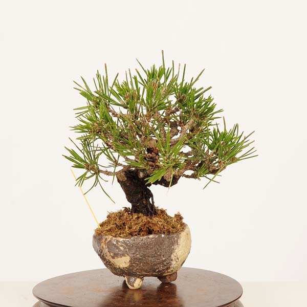 �ߺ� �����Ϲ���*���� ����ʪ �����ޤġ������ޥġ�Kuromatsu bonsai �����ߺ�