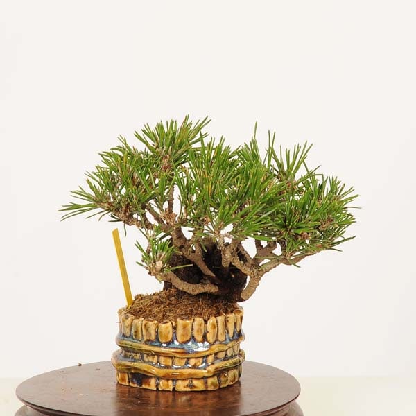 �ߺ� �����Ϲ���*���� ����ʪ �����ޤġ������ޥġ�Kuromatsu bonsai �����ߺ�