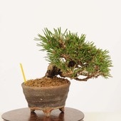 ߺ Ϲ* ʪ ޤġޥġKuromatsu bonsai ߺ
