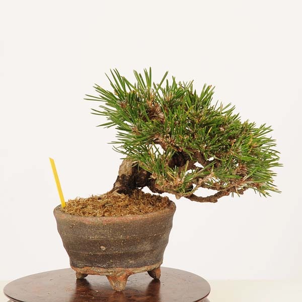 盆栽 ：三河黒松*現品 一点物 くろまつ クロマツ Kuromatsu bonsai