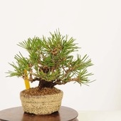 ߺ Ϲ* ʪ ޤġޥġKuromatsu bonsai ߺ