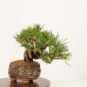 ߺ Ϲ* ʪ ޤġޥġKuromatsu bonsai ߺ