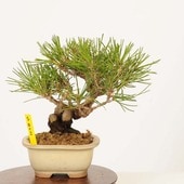 ߺ Ϲ*(ȭͭ) ʪ ޤġޥġKuromatsu bonsai ߺ