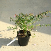 �����ġ������ġ����٥ꥢ�ʥ��ɥ�ɥ�������ˤ��٤ꤢ�����٥ꥢ���֡��ԥ󥯥��٥ꥢ��5��ݥå�