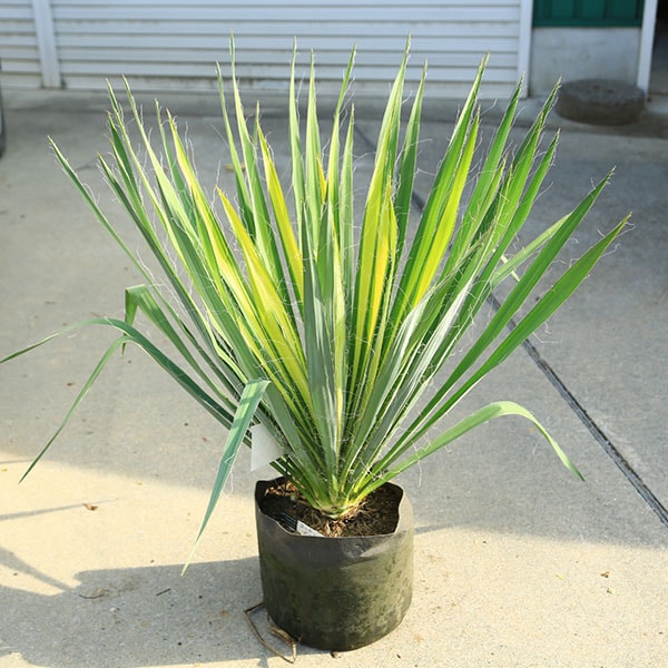ユッカ　プレミアムゴールド　芋2つき鉢植え　 緑と黄色のストライプ 約90cm 0000000196792_MZ6RDv2.jpg