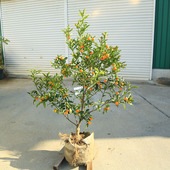 ���ڡ����ڡ��̼������ڡ����󥫥�ʶⴻ�����  ���⡧110��������ʸ¤ꡡ�������ȯ��*�����󤫤󡡶ⴻ