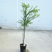 ���ڡ����ڡ����������ʥƥ쥵�ˡ��ߥ⥶�����ʸ¤ꡪ*����������������7�桡����130������������