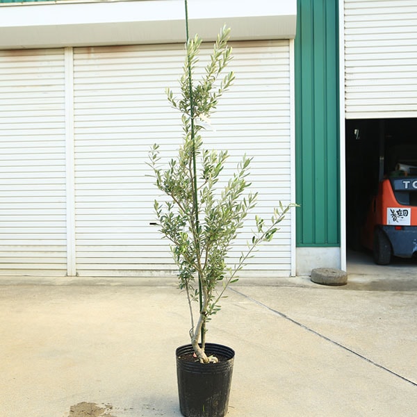 庭木・植木：オリーブ（シプレッシーノ）*樹高150cm 現品限り 大型