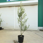 ���ڡ����ڡ����꡼�֡ʥ��ץ�å����Ρ�*����150��� ���ʸ¤ꡡ�緿�����������