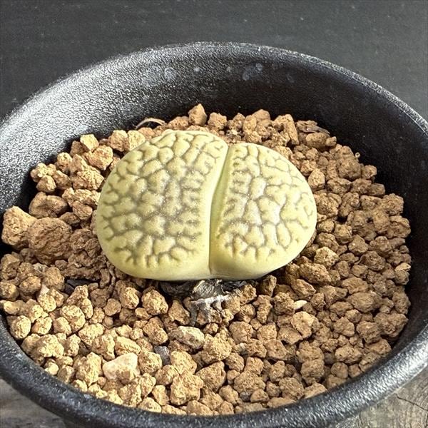 多肉植物：リトープス 茶巴里玉*幅3cm | サボテン＆多肉植物,多肉